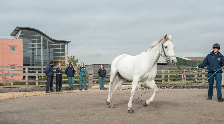 Royal Veterinary College animals horse